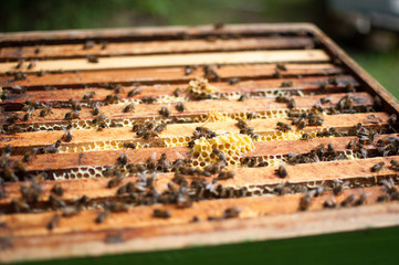 Cadre en bois d'une ruche d'abeilles