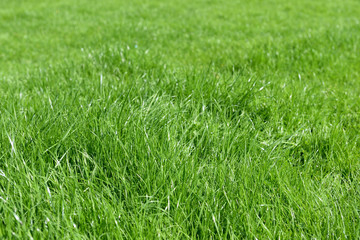 Beautiful field of fresh green grass with drops of dew