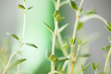 thyme, fresh green Thyme herb for background use