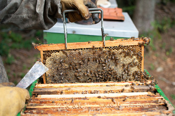 Cadre en bois d'une ruche d'abeilles