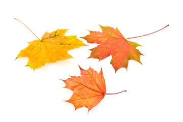 autumn leaves