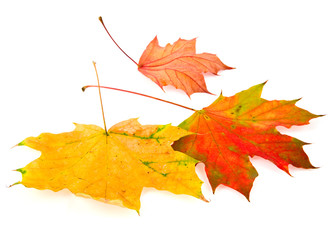 Fototapeta premium leaves