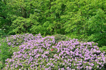 Violet rhododendrons in park