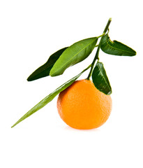 mandarines