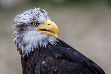 Obraz premium Rapace pyrargue à tête blanche