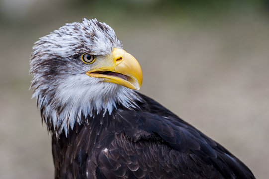 Rapace pyrargue &agrave; t&ecirc;te blanche
