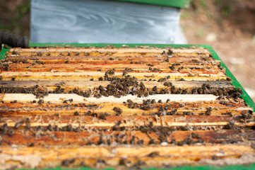 Cadre en bois d'une ruche d'abeilles