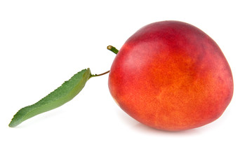 nectarine
