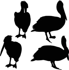 four pelican silhouettes isolated on white