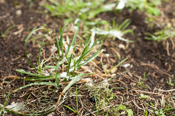 Green Plant from Snow