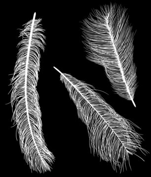 three ostrich feather silhouettes isolated on black