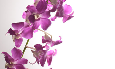 Fototapeta na wymiar Orchid, long stem purple pink Thai orchid in white background