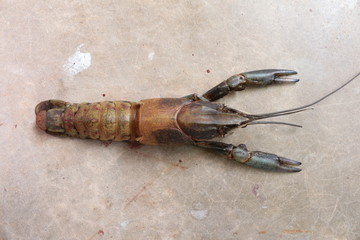 close-up macro molting crawfish or crayfish of lobster farm mark