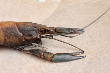 close-up macro molting crawfish or crayfish of lobster farm mark