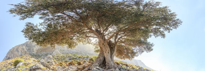 Gordijnen Eeuwenoude vertakte olijfboom panoramisch uitzicht © nkarol
