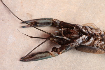close-up macro molting crawfish or crayfish of lobster farm mark