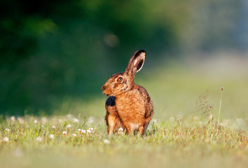 Brown hare
