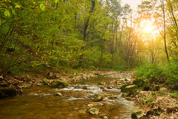 Stream in the autumnal forest