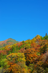 里山の紅葉