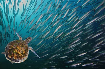 Schilderijen op glas Turtle. (Green Sea Turtle - Chelonia mydas) © vlad61_61