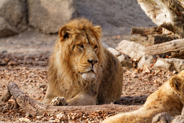 Fototapeta na wymiar Lion king