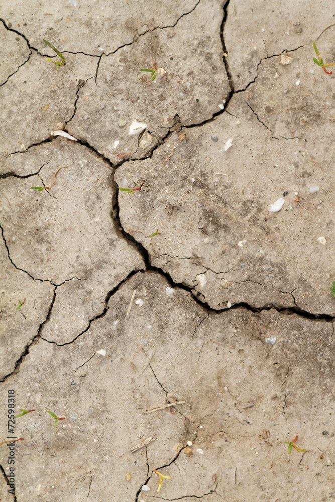 Wall mural Saline soil