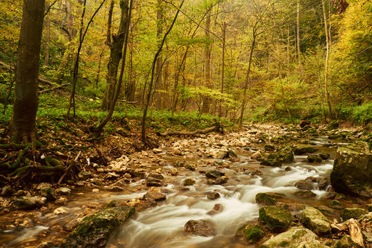 Stream in the autumnal forest