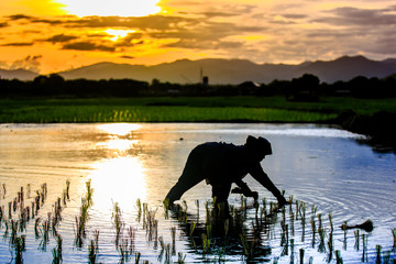 Silhouette scene of Thai farmer growing young rice in field