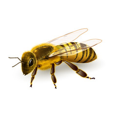 Wasp realistic isolated
