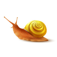 Snail realistic isolated