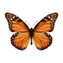 Butterfly realistic isolated
