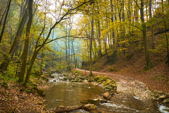 Stream in the autumnal forest