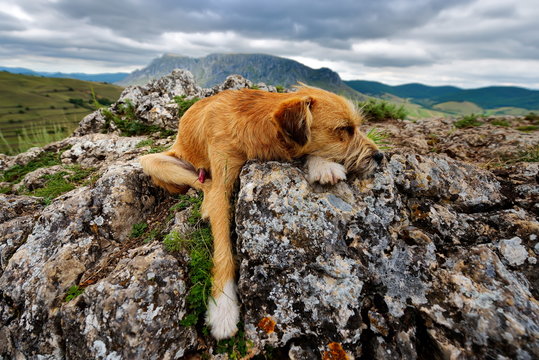 Cute Dog Resting