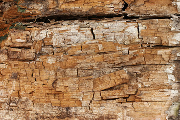 rotten wood background