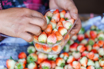 Hands packing of strawberry
