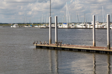 Pelicans on Pier with Marina in Background