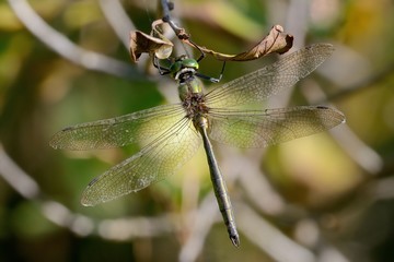 Somatochlora metallica, male