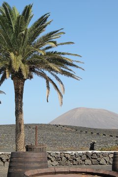 Palmboom op een wijnboerderij in Lanzarote, Spanje