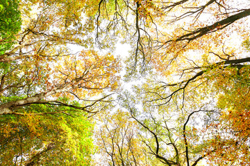 Looking up through autumn trees, nature background.