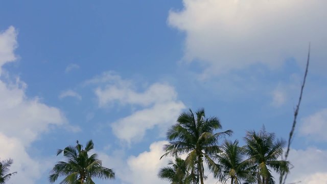 Palm trees against blue sky. Time lapse. HD. 1920x1080