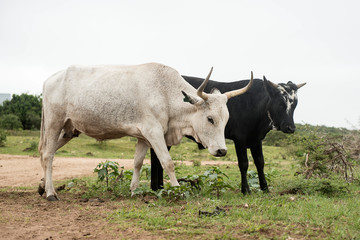 Nguni Cattle