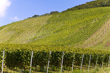 Weinanbau bei Bernkastel-Kues, Mosel