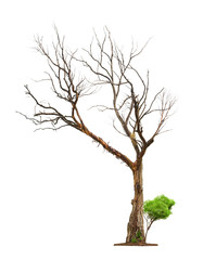Old tree on white background.Concept death and life revival.