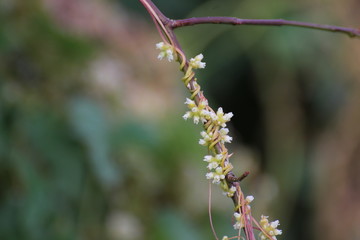 Clover Dodder