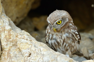 the little owl in natural habitat (Athene noctua)