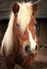 Obraz premium Little brown pony