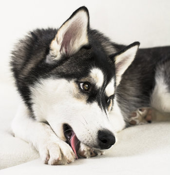 Siberian Husky - Sled Dog