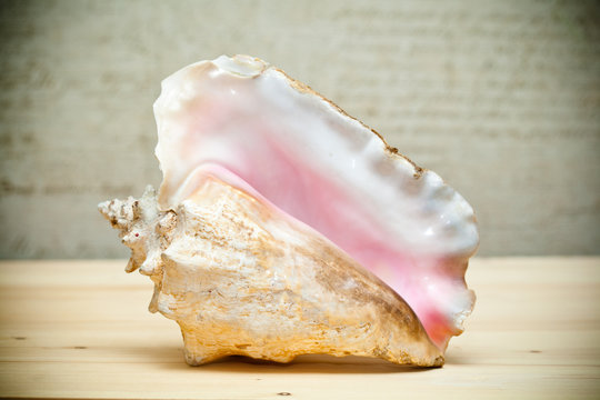 Large sea shell