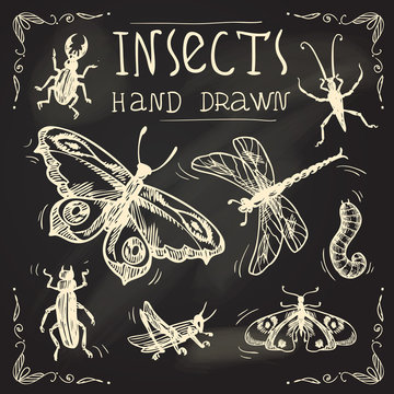 Insects sketch set