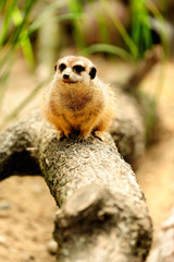 Zwierzęta, Surykatka, (Meerkat) © janmiko